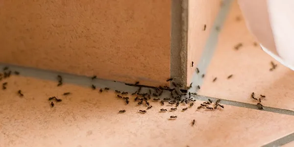 group of ants on tile