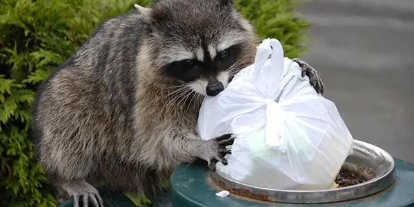 raccoon stealing trash from a bin