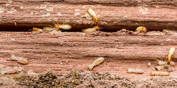 termites crawling on wood